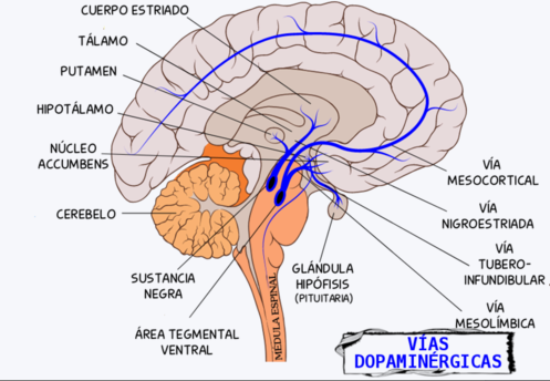 Transforma tu Terapia: Claves de la Vía Nigroestriada 2 transforma tu terapia claves de la via nigroestriada