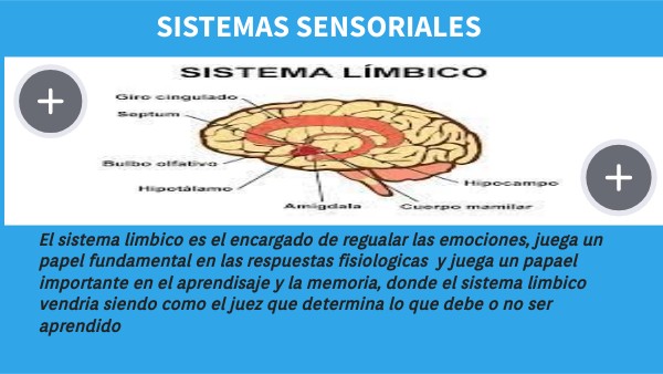 transforma tus emociones el poder del septum y hipocampo