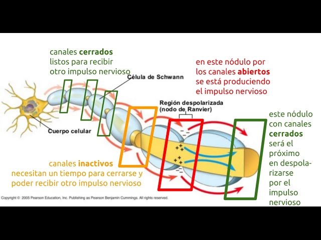 Transmisión del IMPULSO NERVIOSO - Cómo se PRODUCE 2 transmision del impulso nervioso como se produce