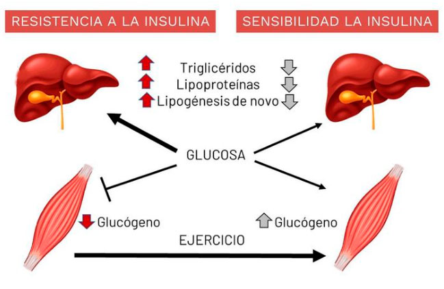 Triglicéridos: Qué son y cómo impactan tu salud ¡Descúbrelo! 36 trigliceridos que son y como impactan tu salud descubrelo