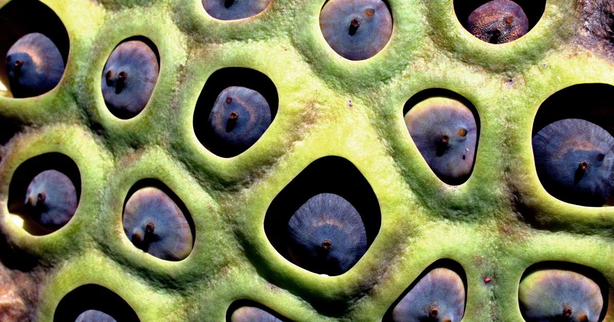 Tripofobia: ENFERMEDAD inquietante - Síntomas y Tratamiento 2 tripofobia enfermedad inquietante sintomas y tratamiento