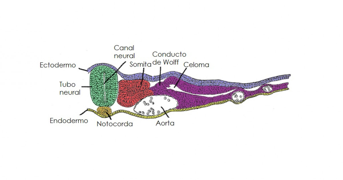 TUBO NEURAL: Qué es, Cómo se FORMA y ENFERMEDADES Asociadas 2 tubo neural que es como se forma y enfermedades asociadas