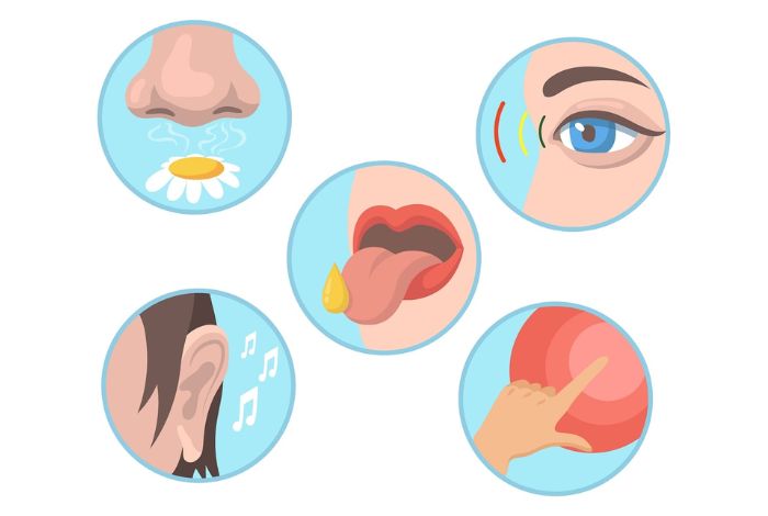 umbral sensorial que son y su importancia en la percepcion