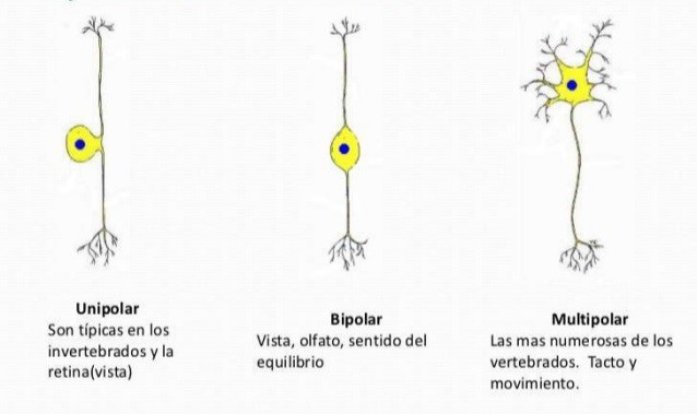 UNIPOLAR NEURONS: CARACTERÍSTICAS y FUNCIONES ESENCIALES 2 unipolar neurons caracteristicas y funciones esenciales