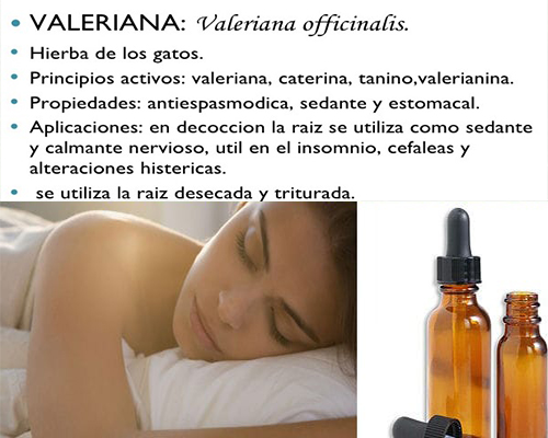 VALERIANA: Cómo TOMARLA para la ANSIEDAD y DORMIR Mejor 2 valeriana como tomarla para la ansiedad y dormir mejor