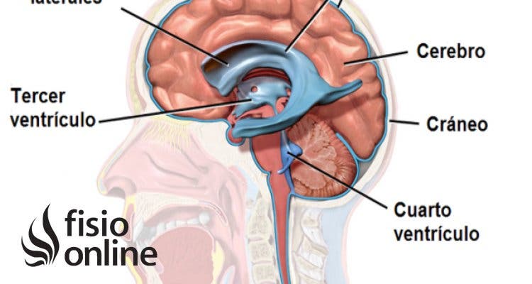 VENTRÍCULOS DEL CEREBRO - Anatomía y FUNCIÓN ESENCIAL 2 ventriculos del cerebro anatomia y funcion esencial