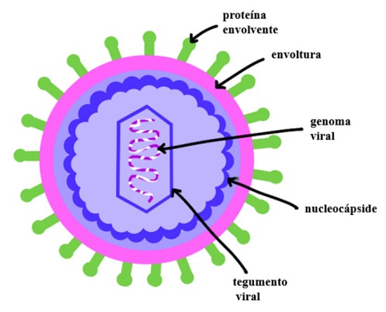 virus vs bacterias diferencias clave y importancia esencial