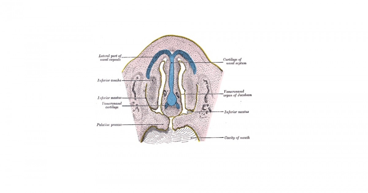 VOMERONASAL: Función y LOCALIZACIÓN del ÓRGANO de Jacobson 2 vomeronasal funcion y localizacion del organo de jacobson